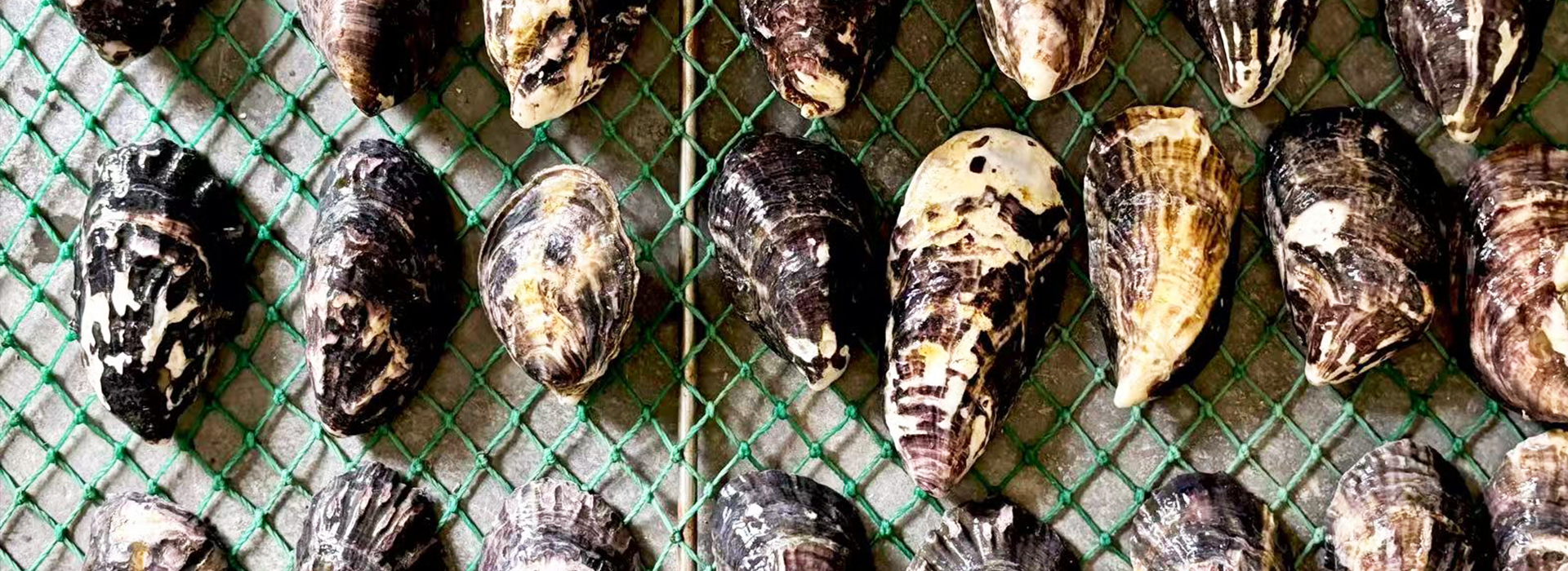 堅(jiān)持以市場(chǎng)為導(dǎo)向，以科技為根本，以創(chuàng)新為源泉，以品質(zhì)為生命