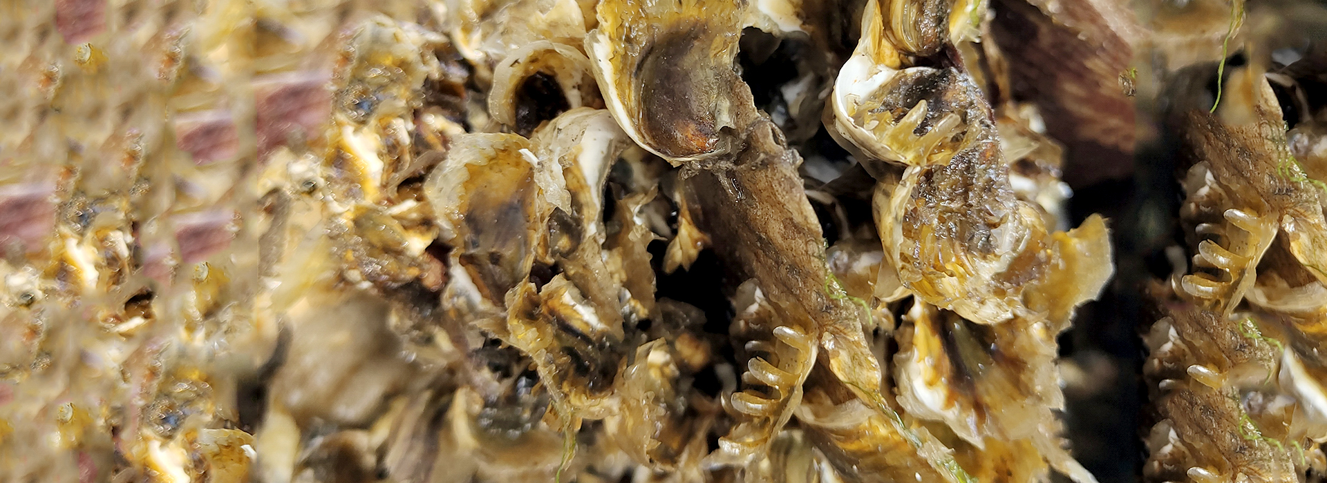 堅(jiān)持以市場(chǎng)為導(dǎo)向，以科技為根本，以創(chuàng)新為源泉，以品質(zhì)為生命